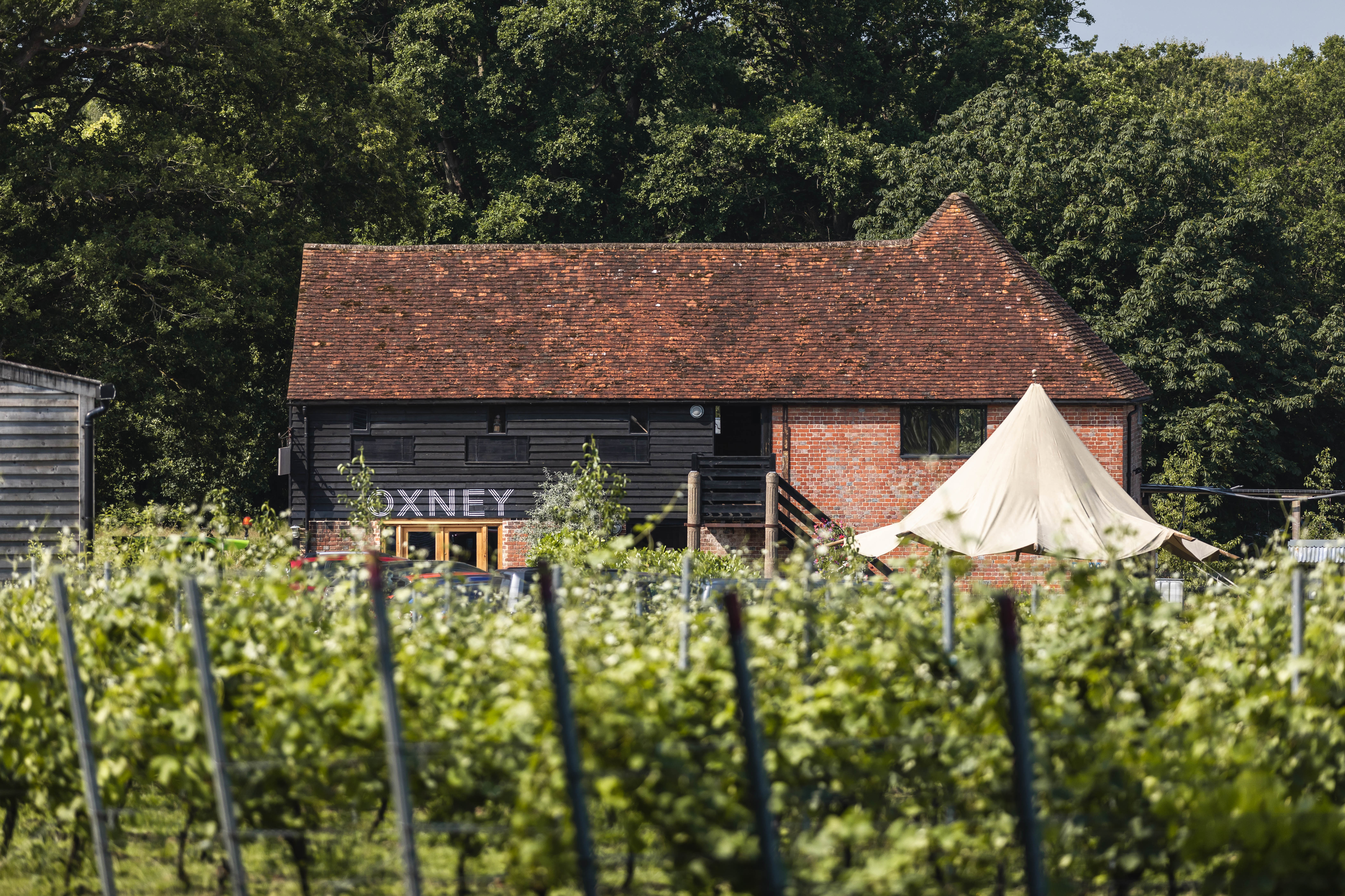 Oxney_Organic_Estate_Wine_Yard